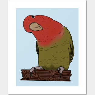 Lovebird Posters and Art